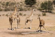 Giraffe at the waterhole